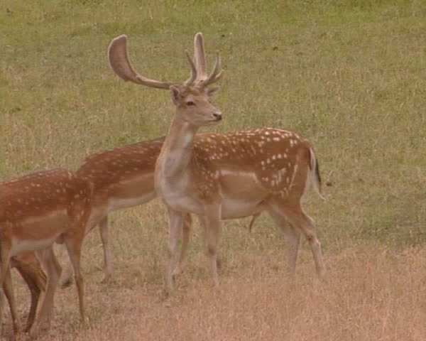 Young deer with impressive horns. Protected rare animals in nature.