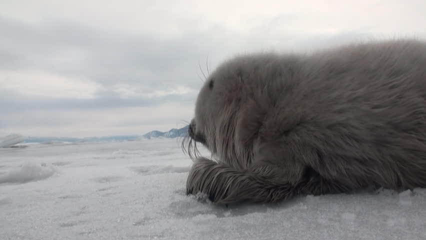 White newborn seal on the ice of Lake Baikal in Russia, closeup. Predatory hunting wiped out a lot of pinnipeds. Ecotourism wants to stop the killing by poachers. Wild nature.
