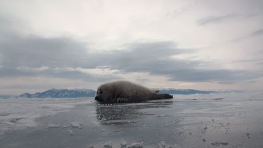 White newborn seal on ice of Lake Baikal in Russia, looking into camera. Predatory hunting wiped out a lot of pinnipeds. Ecotourism wants to stop the killing by poachers. Wild nature.