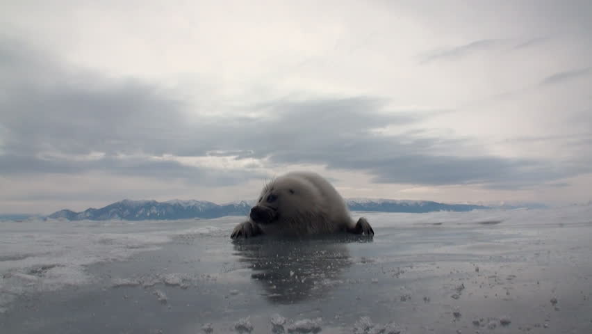 White newborn seal on the ice of Lake Baikal in Russia crawls to the camera. Predatory hunt wiped out a lot of pinnipeds. Ecotourism wants to stop the killing by poachers. Wild nature.