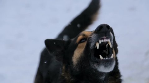 evil dog,Barking enraged angry dog outdoors. The dog looks aggressive, dangerous . Furious dog. Angry and aggressive dog showing teeth on snow in winter.