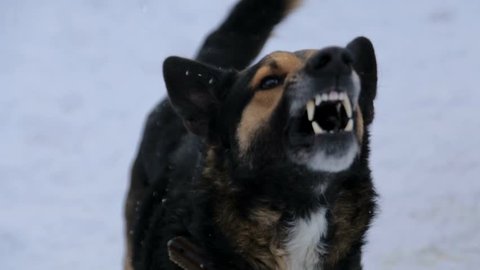 evil dog,Barking enraged angry dog outdoors. The dog looks aggressive, dangerous . Furious dog. Angry and aggressive dog showing teeth on snow in winter.