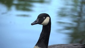 Close Up of Goose in Pond Water
