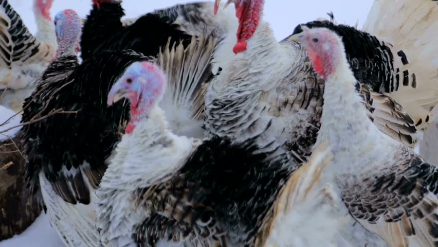 wild turkey,turkey winter,a group of turkeys