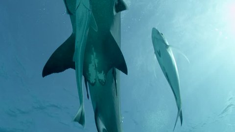 Female Great Hammerhead Shark swims over camera
