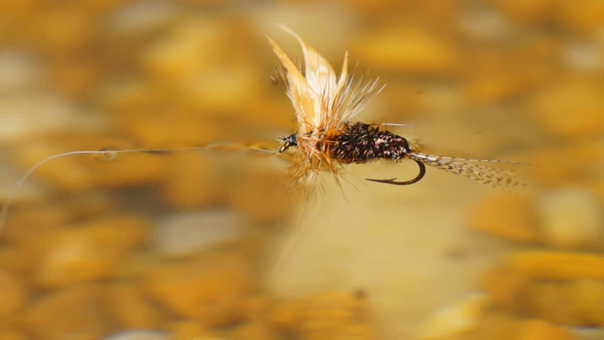 Fly fishing for trout