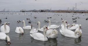 Sea Harbor, swans near the shore.