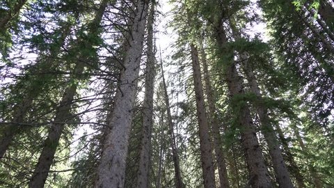 Low Perspective of Tall Pine Trees