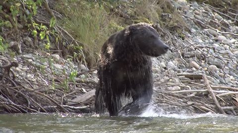Grizzly bear catches fish