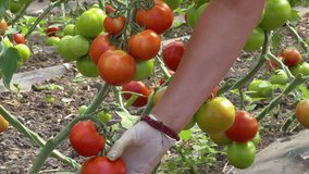 Ripe tomatoes in the hands of pickers ; Picking organic tomatoes produced in the greenhouse,video clip