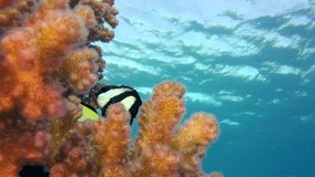 Colorful Tropical Coral Reef with Blue Water Background and blue-green chromis fish and dascyllus fish in the tropical reef of the Red Sea, Dahab, Egypt.