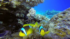 Coloful Underwater Clownfish and Sea Anemones in the tropical reef of the Red Sea, Dahab, Egypt.