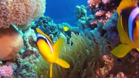 Beautiful Underwater Clownfish and Sea Anemones in the tropical reef of the Red Sea, Dahab, Egypt.