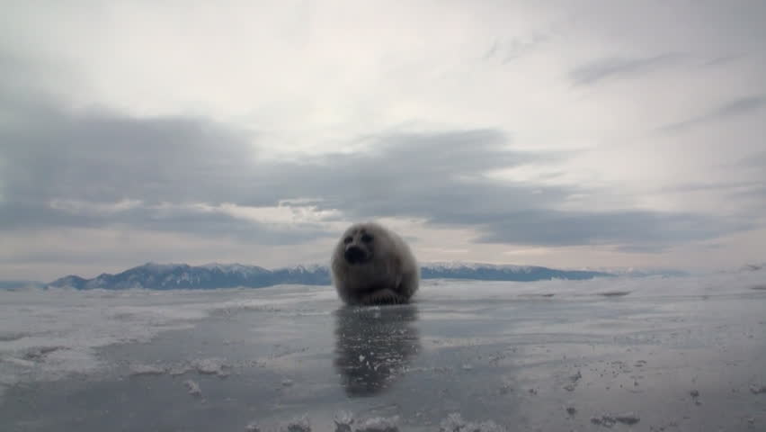 White newborn seal on the ice of Lake Baikal in Russia is very nice. Predatory hunting wiped out a lot of pinnipeds. Ecotourism wants to stop the killing by poachers. Wild nature.