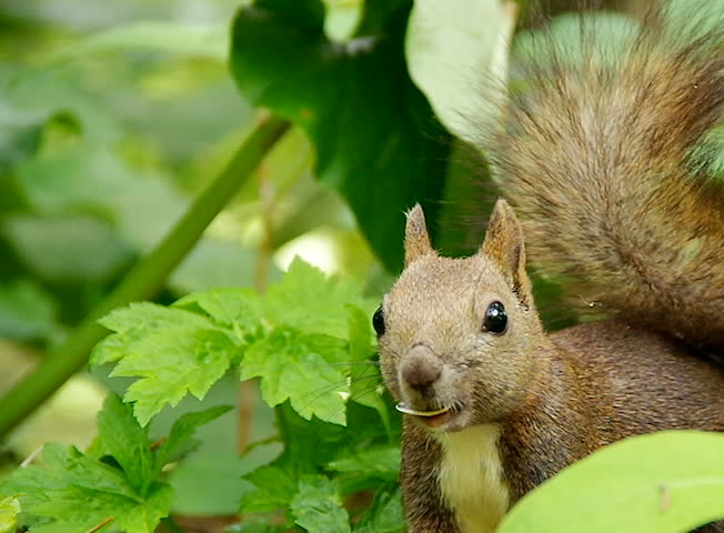 Hokkaido Squirrel eating sunflower seeds.