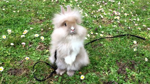 Cute  bunny wearing harness for the first time in yard