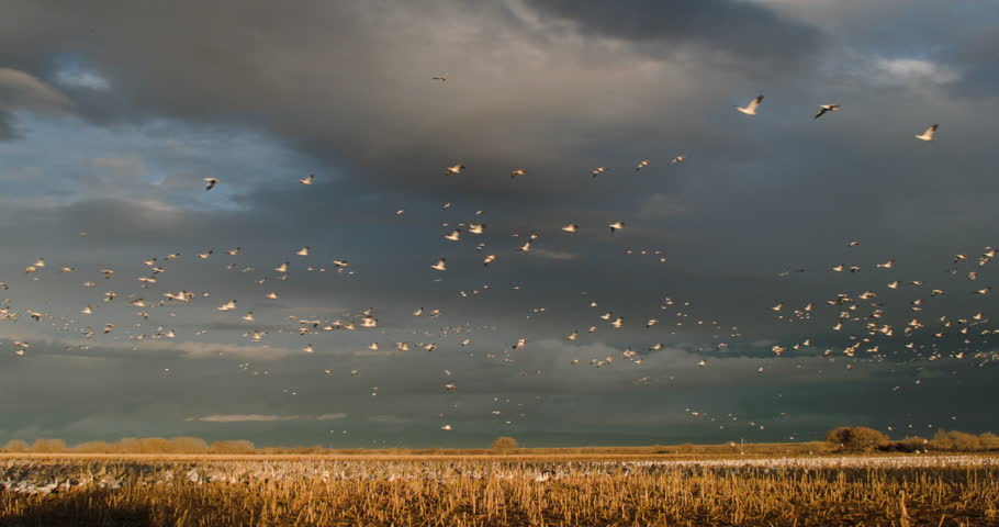 This is a shot of thousands of snow geese flying over golden fields. Shot on a BMCC