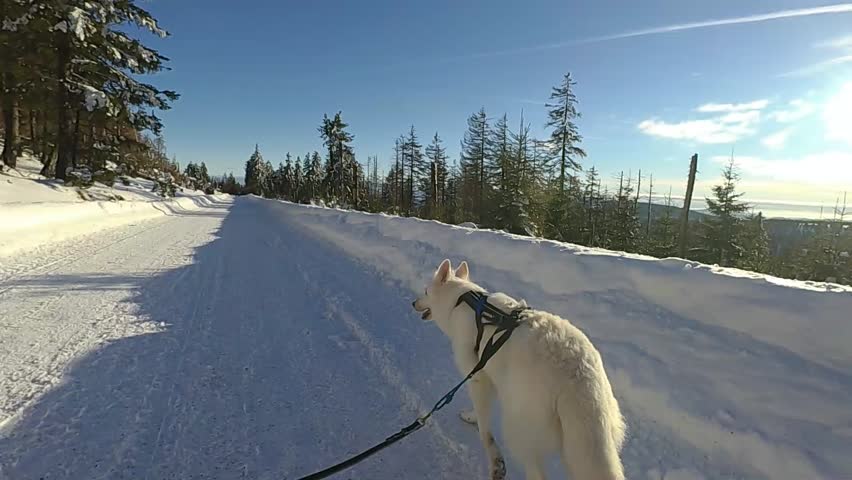 Dogtrekking with a white swiss shepherd