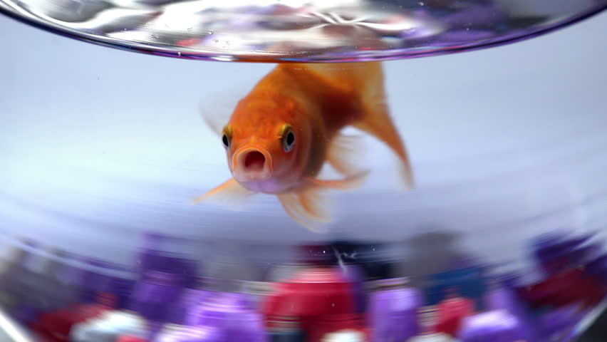 Fish bowl with swimming gold fish