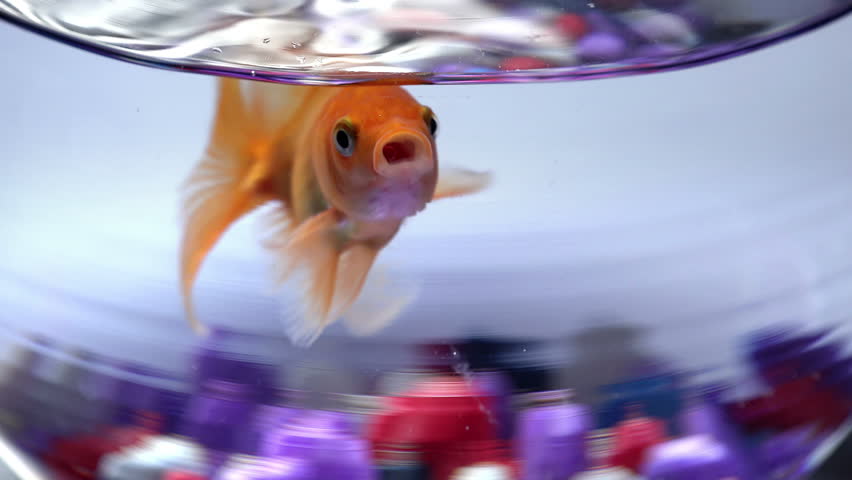 Fish bowl with swimming gold fish | Shutterstock HD Video #23522371