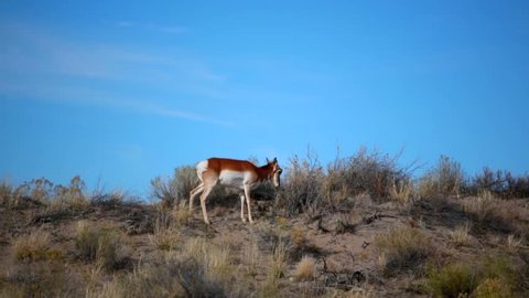 Pronghorn Antelope Fastest Animal North America Stock Footage Video