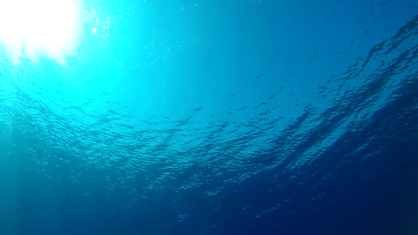 Ocean. Underwater Life in the Stock Footage Video (100% Royalty-free ...