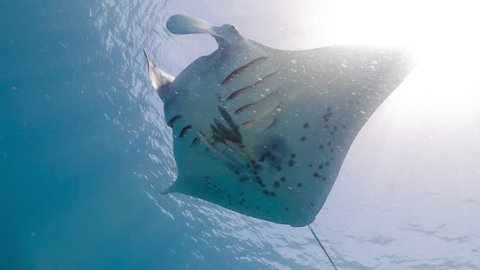 Manta Ray swims over viewer scattering fish and partially eclipsing sun