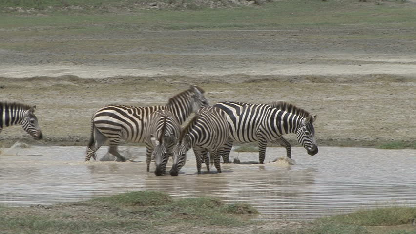 A herd of zebra walk and drink from a stream in Tanzania, Africa.