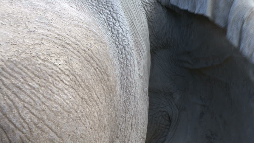 An extreme closeup of an elephant's ear with zoom out to elephant at Lake