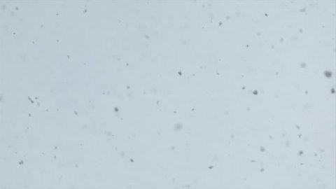 Fluffy snowflakes falling from the sky slow motion from 120fps