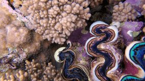 Underwater Colorful Hard Coral Maxima Clam. Picture of colorful maxima clam in the tropical reef of the Red Sea, Dahab, Egypt.
