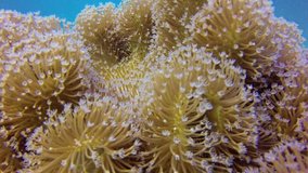 Beautiful Soft Coral. Picture of blue water background and soft coral in the tropical reef of the Red Sea, Dahab, Egypt.