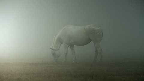 Horse in mist: film stockowy