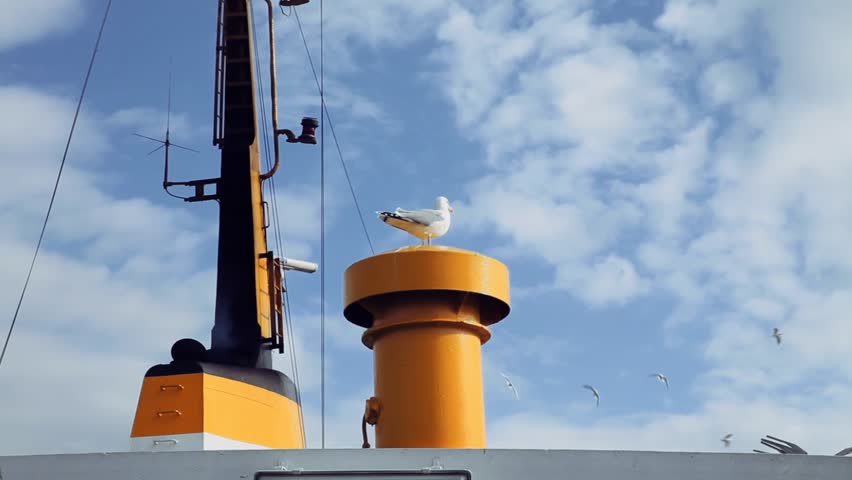 Seagull standing on ferry pit