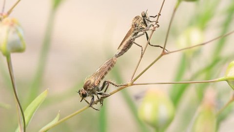 robber flies mating on plant stem in the wild, china