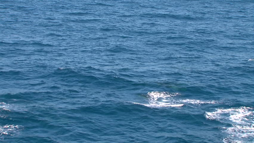 Orcas - Killer Whales swimming