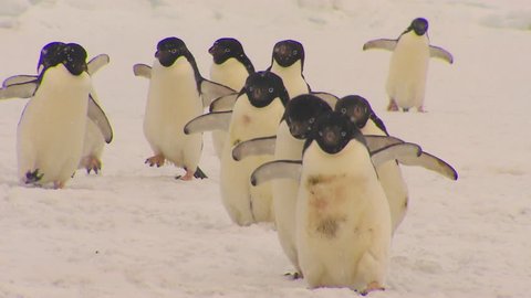Anarctica Adelie Penguins