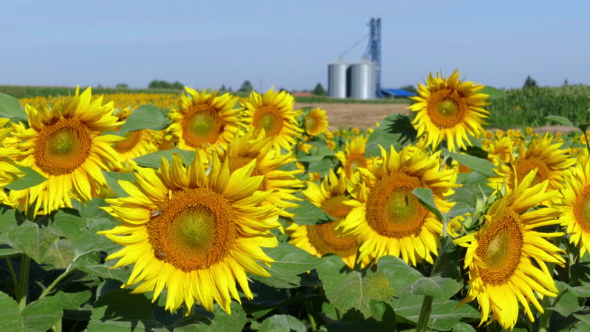 Sunflowers in a field dancing on the wind and in the background agricultural silo, landscape