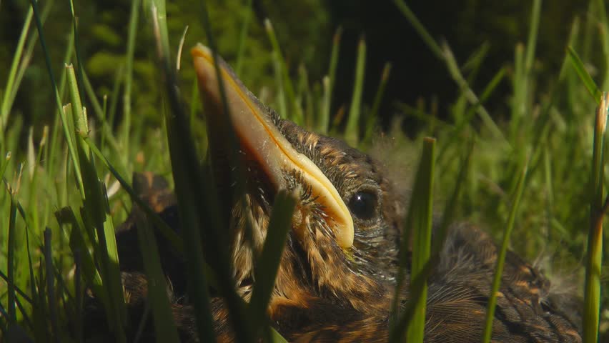 Blackbird chick sitting in grass