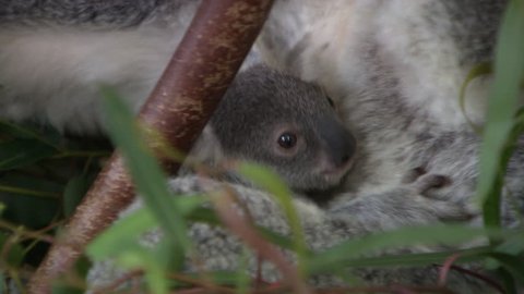 Cute baby koala in a tree