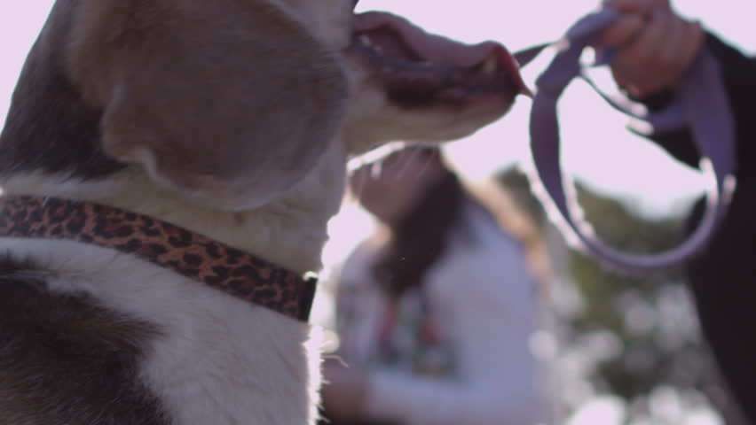 Happy dog playing with ball