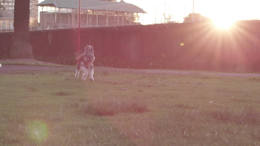 Dog running in sun