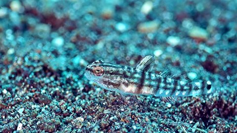 Tiny semi-transparent goby (pygmy or dwarf) eating sand