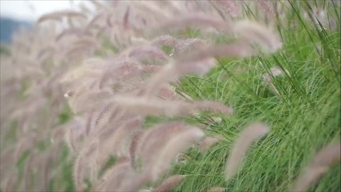 Close up grass flower blowing in the Winter wind, Morning Light, Nature Greenery High Definition footage