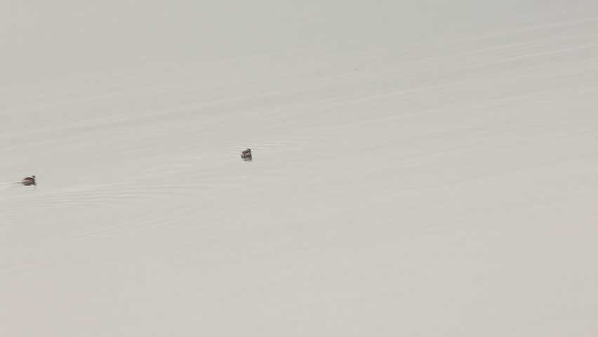 White-headed ducks. Ruddy Duck in Turkey