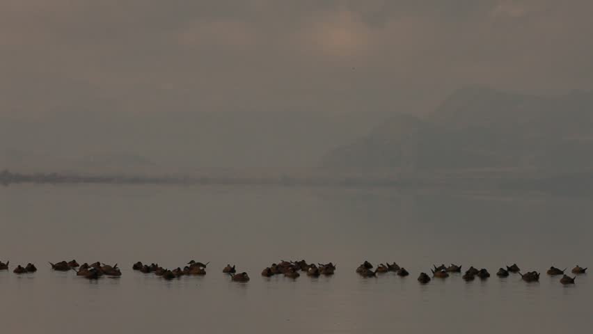 White-headed ducks. Ruddy Duck in Turkey