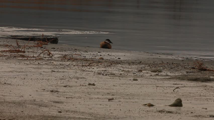 White-headed ducks. Ruddy Duck in Turkey