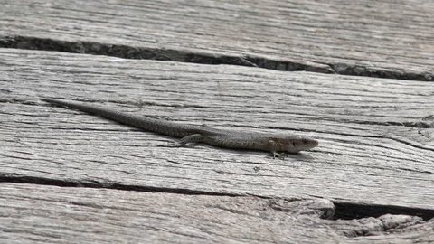 Sand Lizard sitting on wood in the moorland 