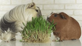 Beautiful Guinea pigs breed Golden American Crested and Coronet cavy eat germinated oats, stock footage video