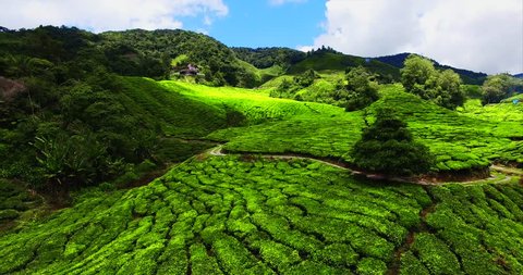 Aerial. Beautiful landscape at tea plantation. Cameron Highlands, Malaysia. 